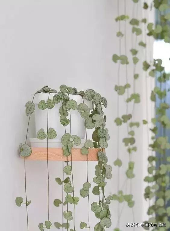 打翻了调色盘的花,打翻了调色盘的美景