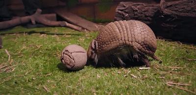 反弹*弹子**、变形、奔跑种交配，犰狳家族还有多少超能力？