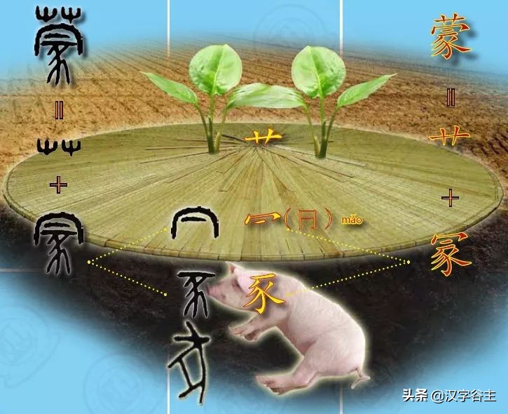 豕字和猪的关系,从猪开始进化