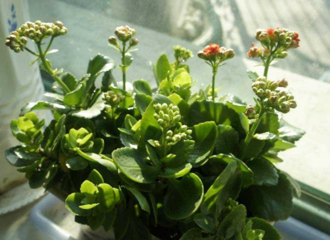 别再养绿萝,不要再种绿萝了插上就能活