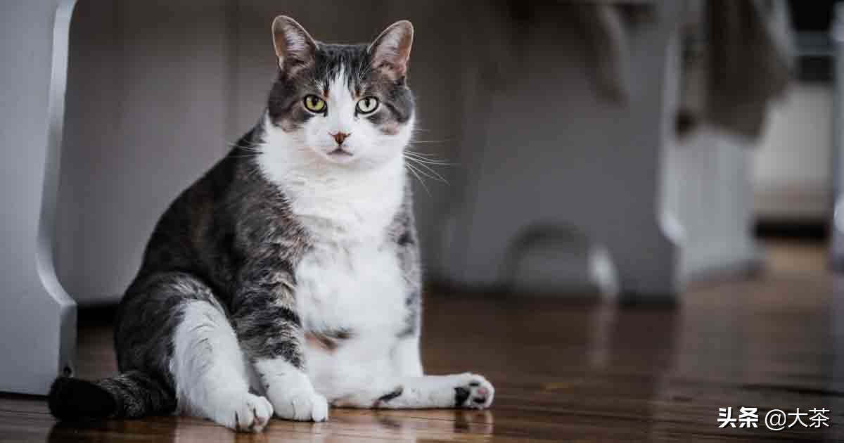 猫咪肛门腺为什么会突然喷出,猫咪肛门腺发炎会有什么症状