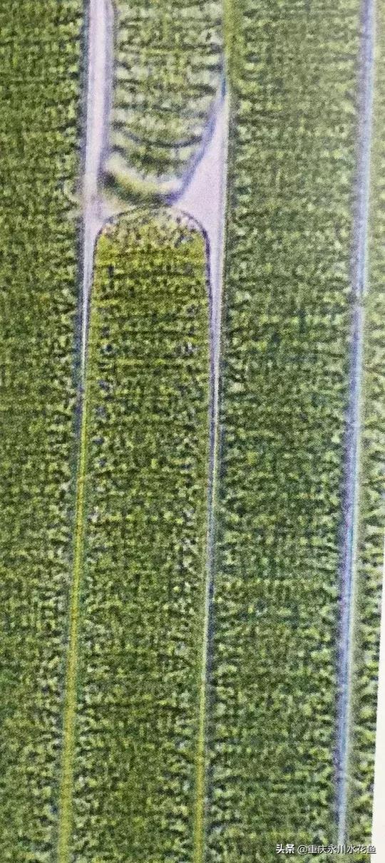 蓝藻颤藻图片,蓝藻颤藻怎么治