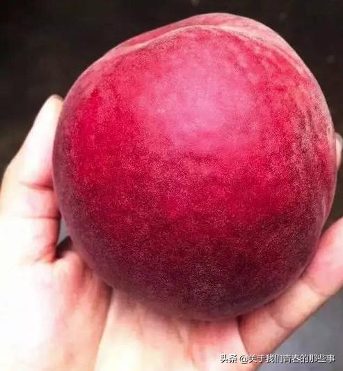 桃农告诉你，桃子没有这条线，就不是自然长熟的，告诉家人别买错