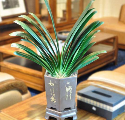 万能药片盆栽,养盆栽的小妙招