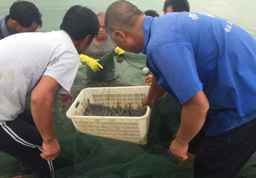 厉害！这个百万养虾大户，被评为全县淡水养殖状元！