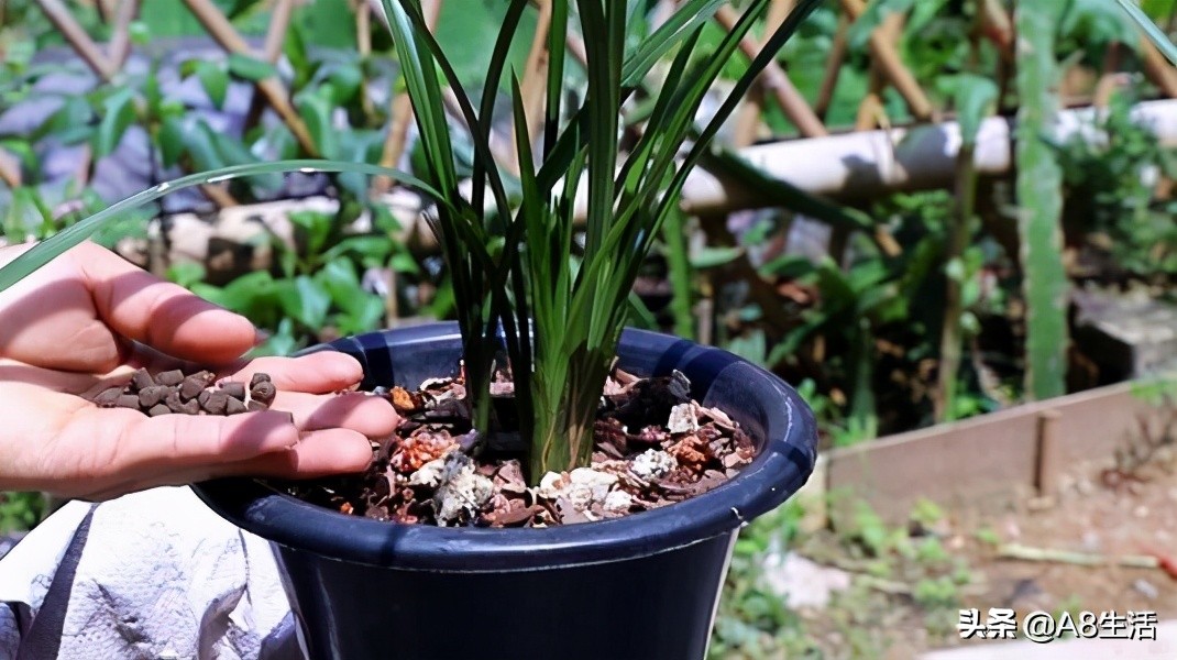 每日一品全文,每日一品花卉