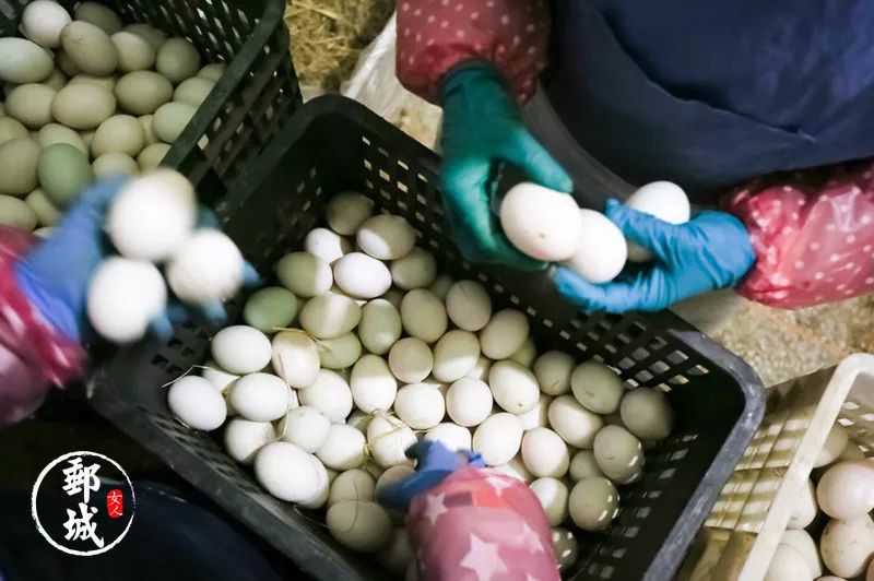 高邮咸鸭蛋什么季节吃,高邮咸鸭蛋几月好吃