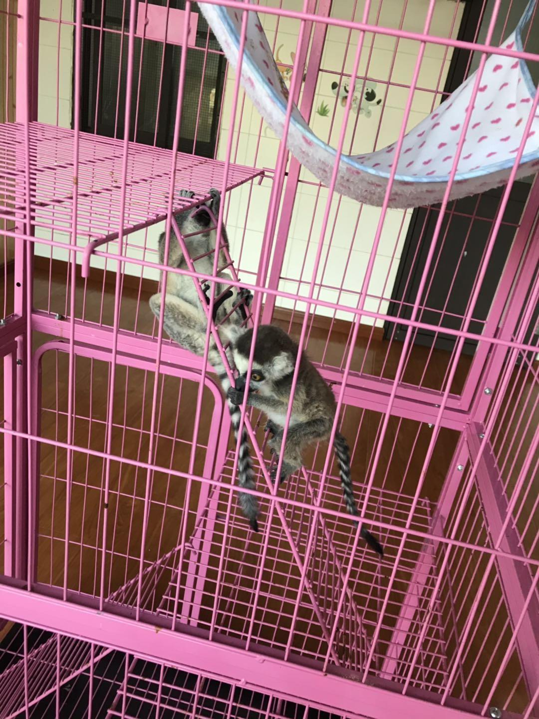 上海野生动物园太阳广场节目安排,上海野生动物园建议游玩时间