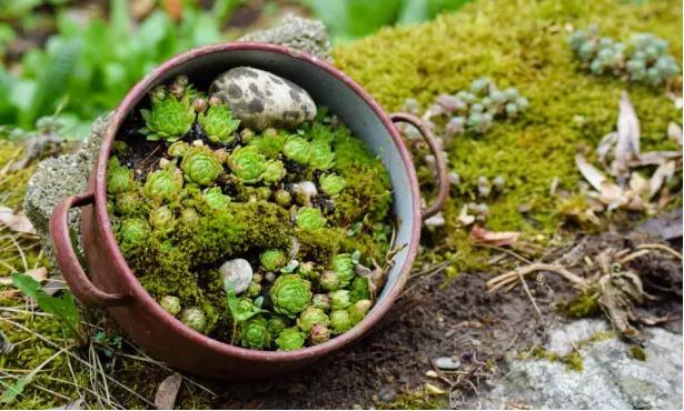 海淘多肉植物有哪些,在淘宝上卖多肉植物违法吗