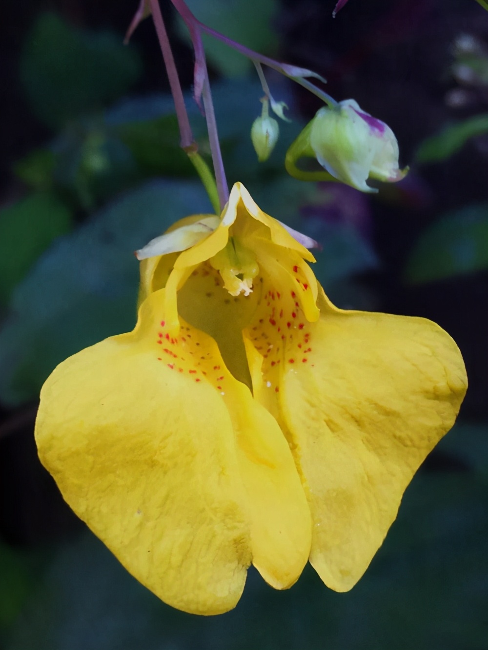 绿山墙的安妮系列有几册,绿山墙的安妮系列大全