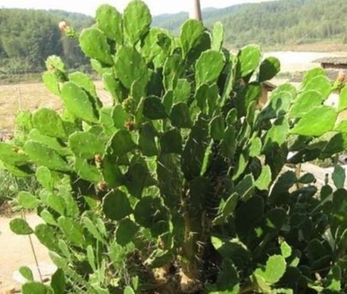 仙人掌简单好养,只要把握它的习性和爱好,何愁养不好仙人掌。