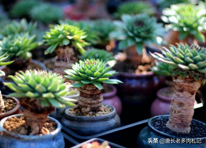 多肉观音莲夏天需要修剪吗,多肉观音莲怎样发侧芽