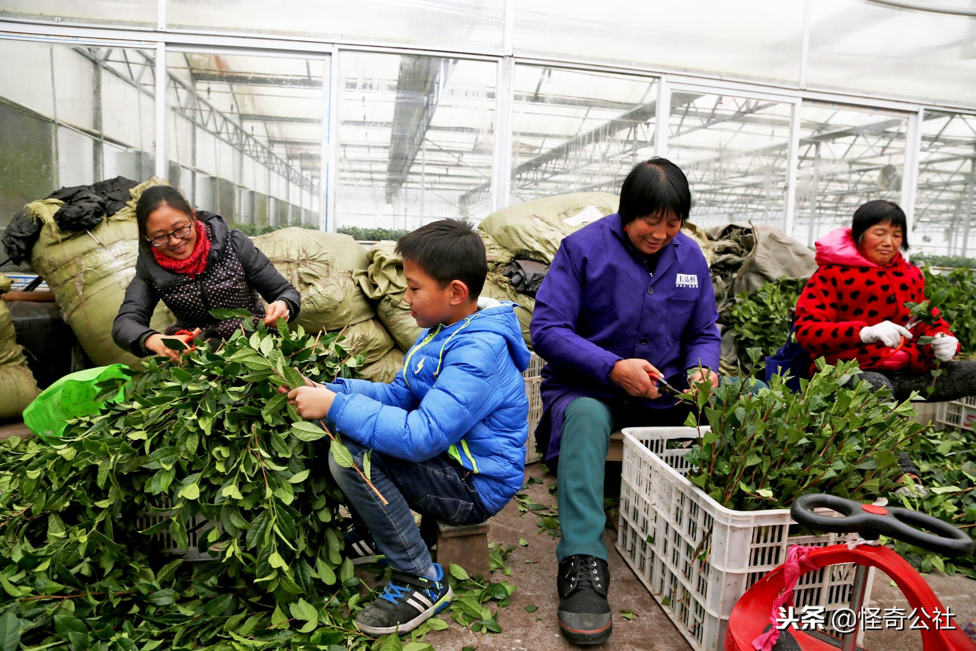 享誉世界的百年品牌——宜昌宜红，“万里茶道”上的新亮点