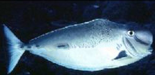 十大最好看的观赏鱼图片大全,十种最漂亮的观赏鱼图片