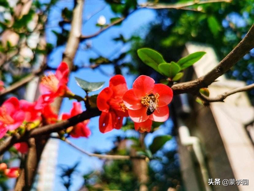 形容武夷山风景优美的成语,形容有山有水风景秀丽的成语