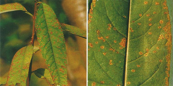 桃锈病什么时间发生,桃褐锈病的症状