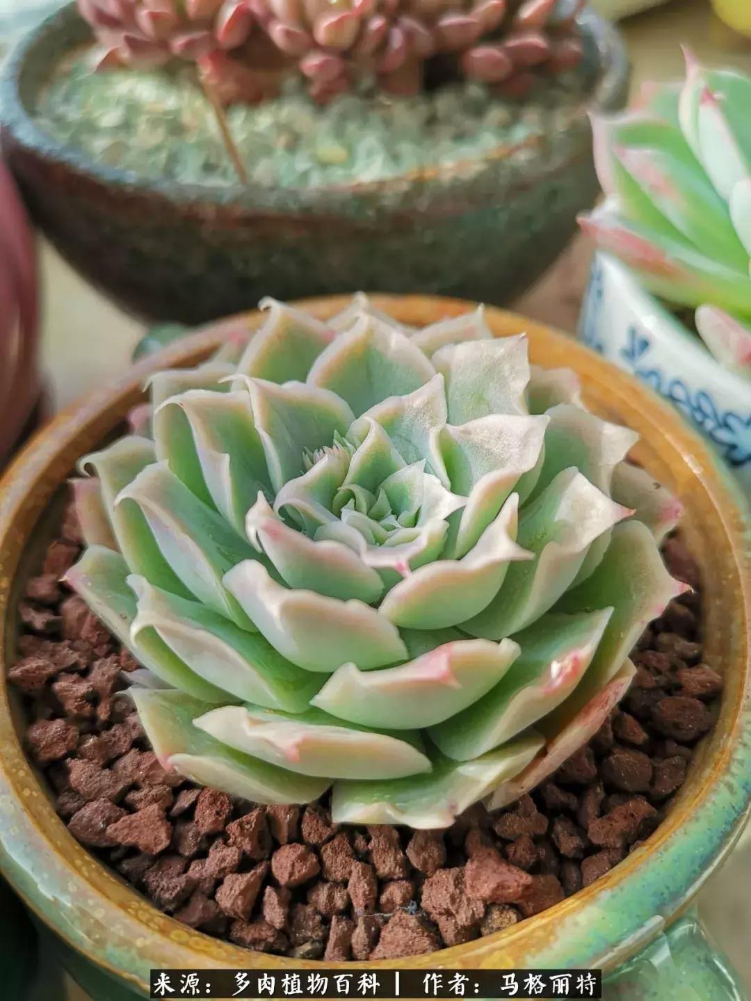 北方阳台多肉怎么过冬,北方阳台多肉