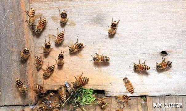 蜜蜂喂白糖和喂蜂蜜的区别,蜜蜂喂养白糖常见的两种方式