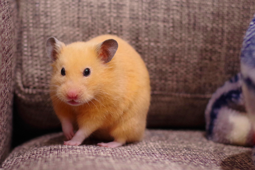 仓鼠抓它一直躲开为什么,小仓鼠和小黑捉迷藏