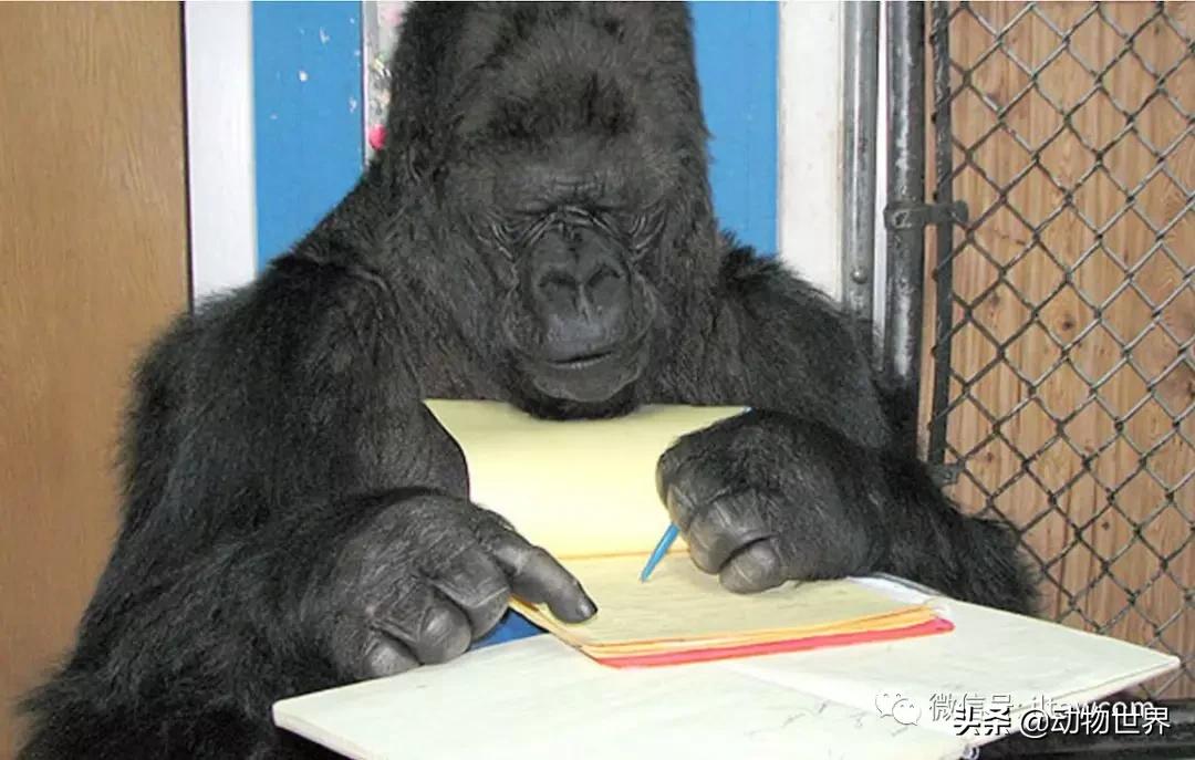 世界各国国宝级动物,世界各地的名贵动物