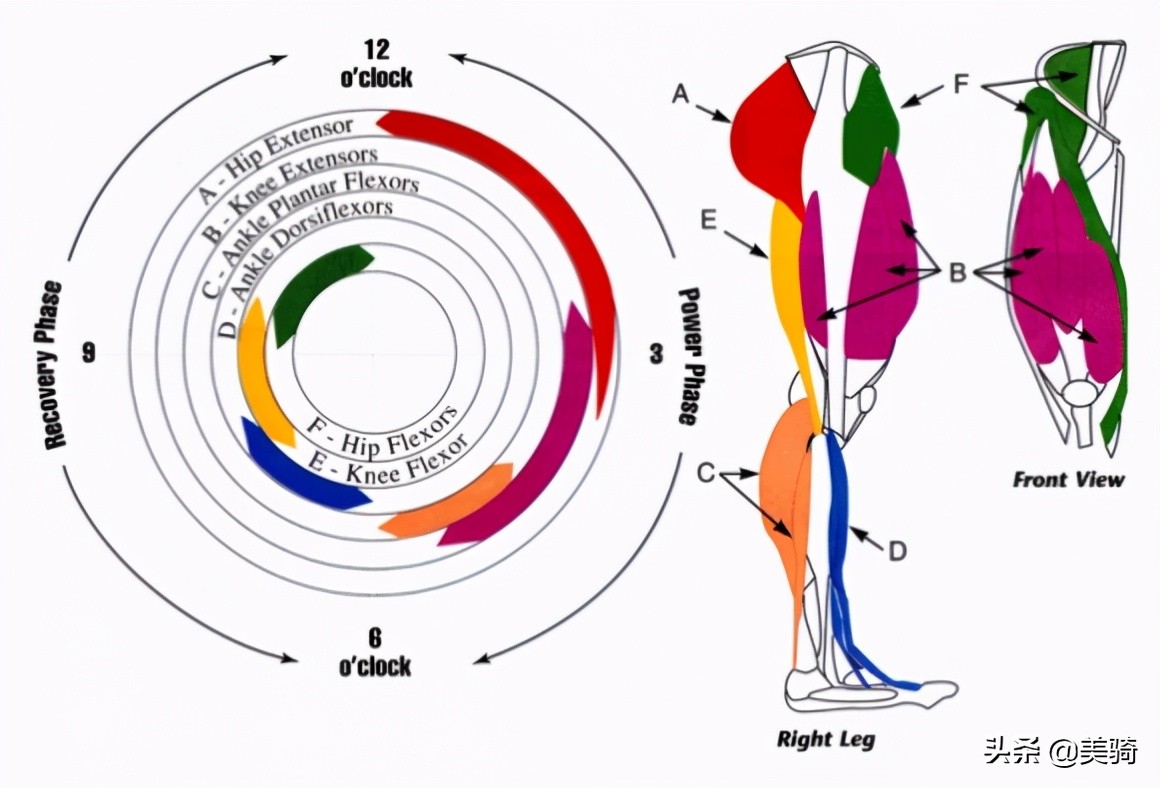 骑车后如何拉伸大腿外侧肌肉,骑车如何锻炼大腿后侧