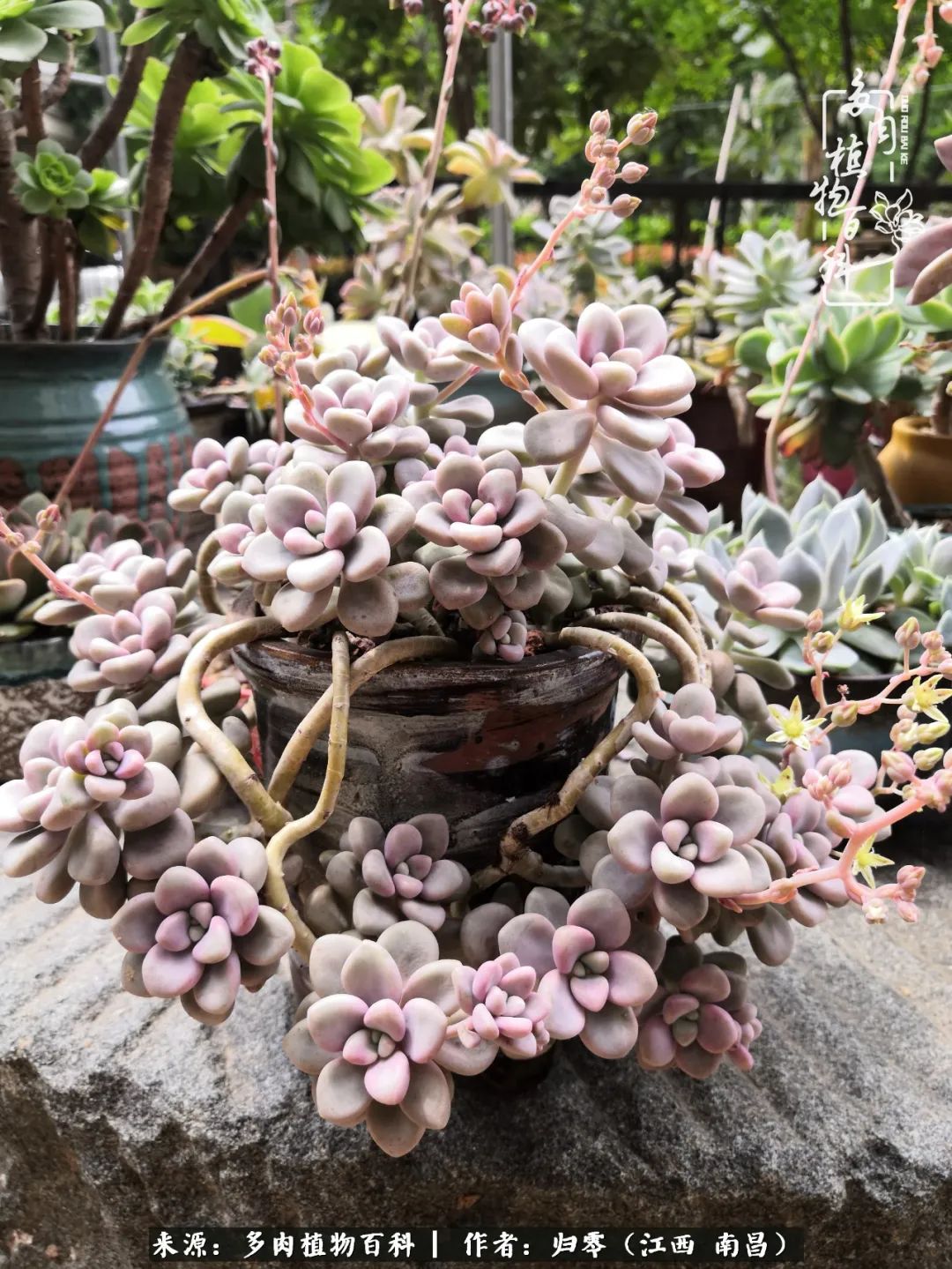 人生转个弯,在小院遇见落入凡间的多肉小精灵