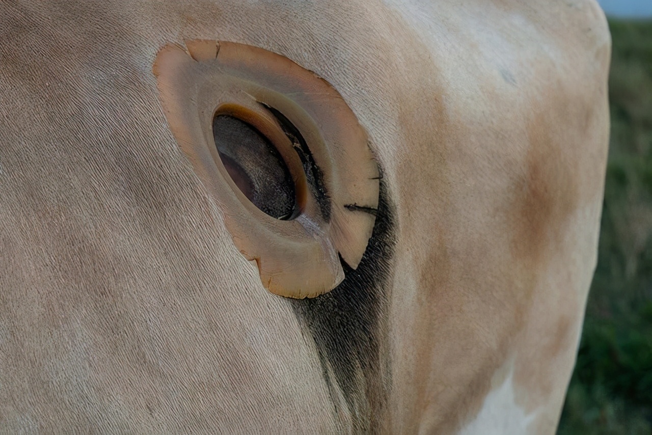 为什么要给牛身上开一个洞呢,为什么牛要开洞