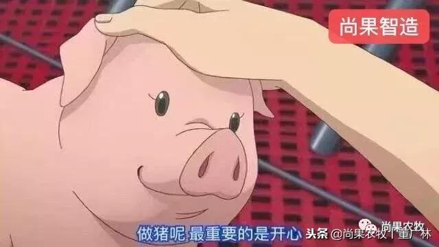 如果现在有育肥1万头和后备3000头两个项目,你会选哪个?