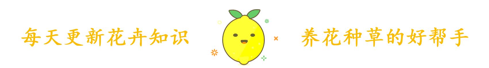 养花腻了试试“生姜”，想吃掰一块，今年生姜钱省了