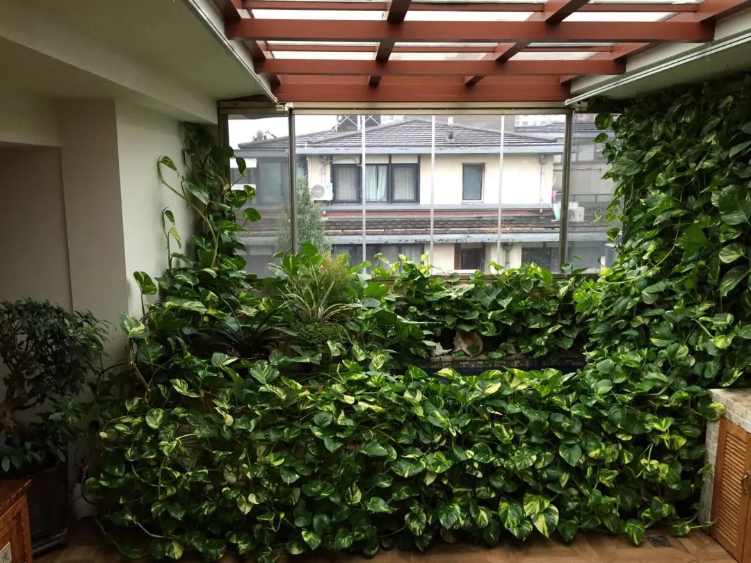 绿萝养护技巧和注意事项,绿萝的叶子怎么养护才能又肥又大