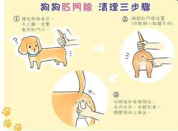 如果你有一只巴哥犬,那么不妨看看这篇文章,或许会收获许多