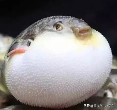 十大最好看的观赏鱼,观赏鱼100种形态