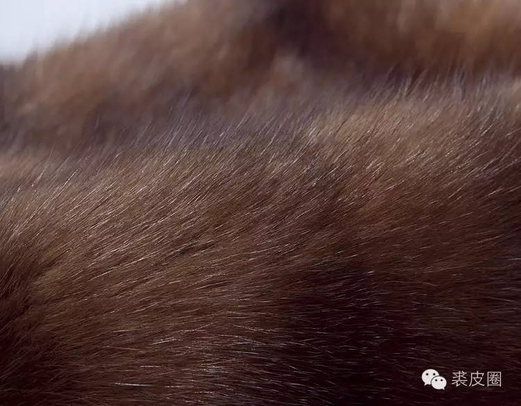 裘中之王野生紫貂,裘中之王是什么意思