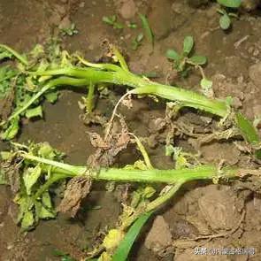 马铃薯豆角病害图谱,马铃薯病害图谱大全