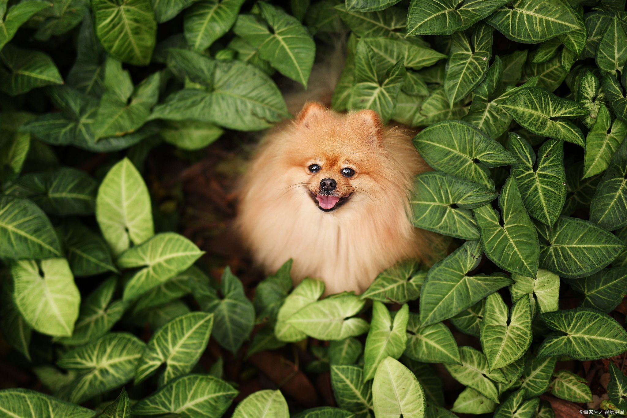 博美不吃湿狗粮怎么回事,博美吐毛是什么原因