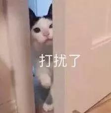 公猫可以有多个乳房吗,公猫也长乳房吗