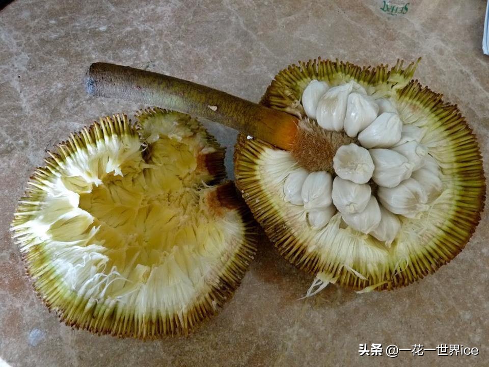 外表像榴莲的菠萝蜜,像菠萝蜜但不是菠萝蜜