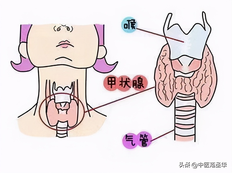 关于甲亢的中医最佳治疗方法,甲亢诊断建议书