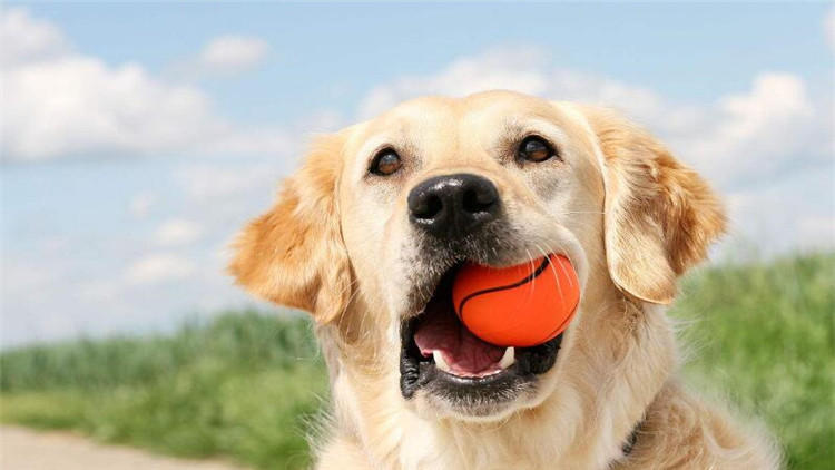 狗狗坐车兜风,狗狗坐车