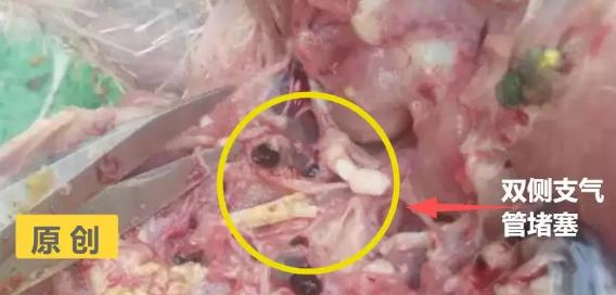 鸡支堵是不是不能灌药,鸡支气管堵有什么治疗方法