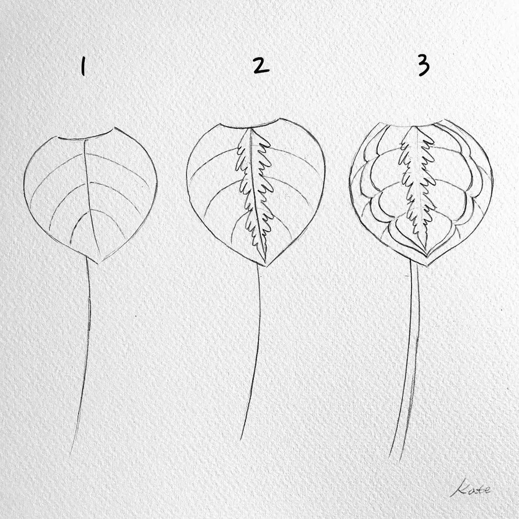 一分钟教你简单画花,简单的花卉图教程