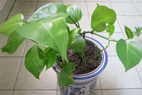 虎皮兰长出的新芽枯萎,虎皮兰叶片出现白色斑点