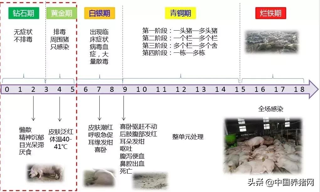 有非瘟如何拔牙,非瘟发生后如何拔牙