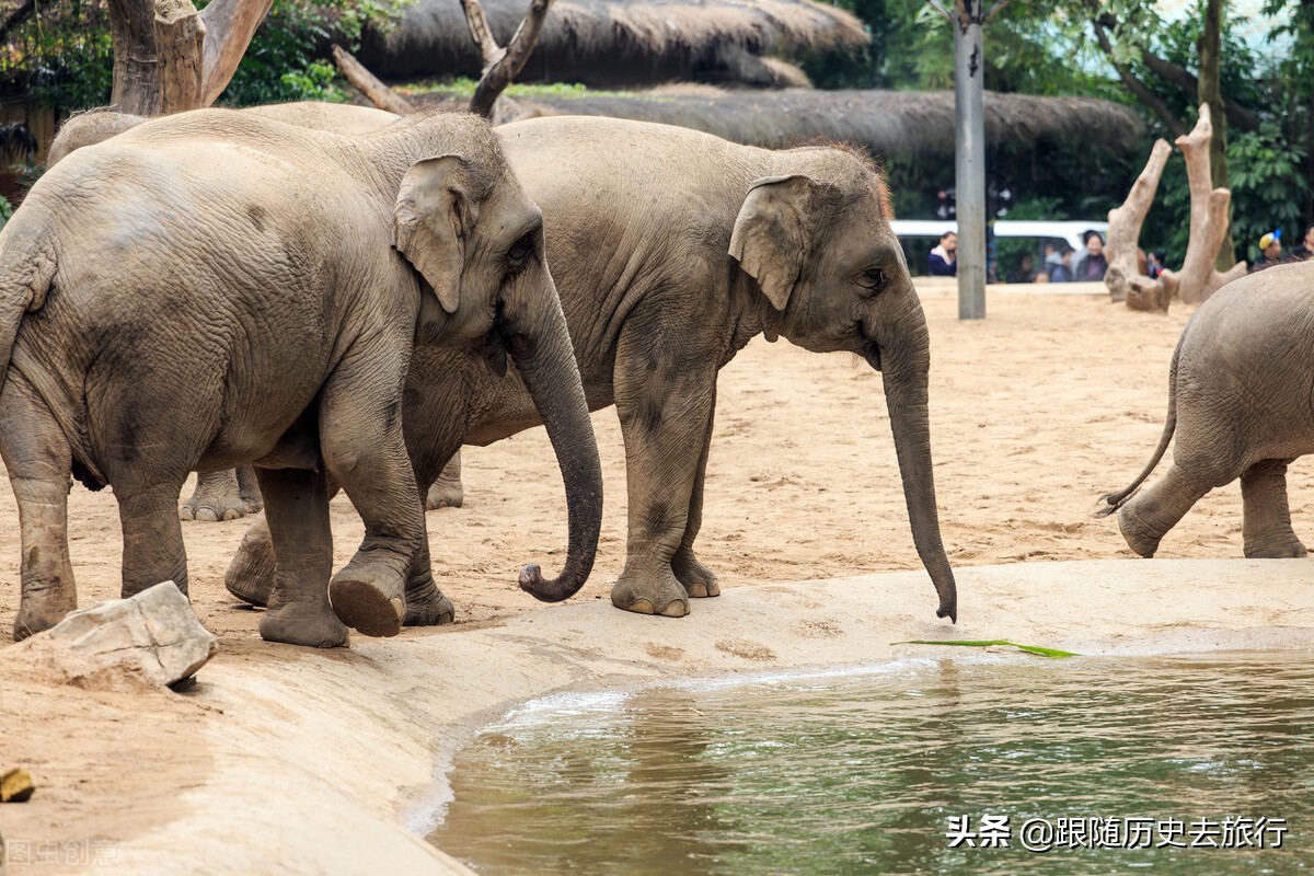 广州长隆水动物世界看大熊猫攻略,广州长隆动物园里的熊猫萌萌