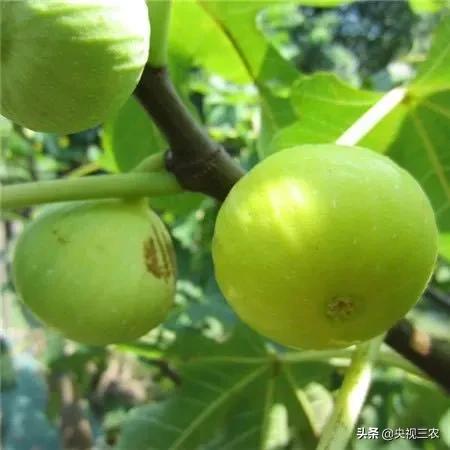 中医药专家讲解无花果功效和作用,无花果的秘密