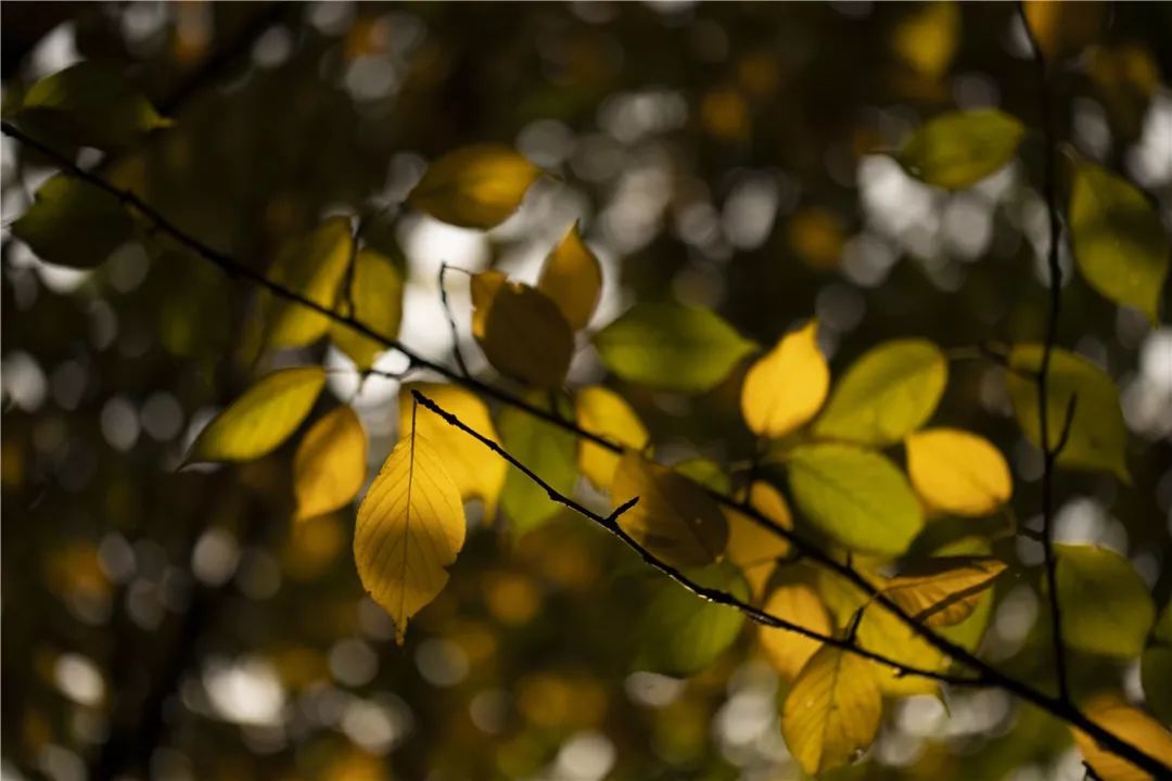 思源学院美景照片,西安思源学院秋景色