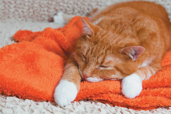 对猫过敏就不能养猫了吗,养猫对猫过敏怎么解决