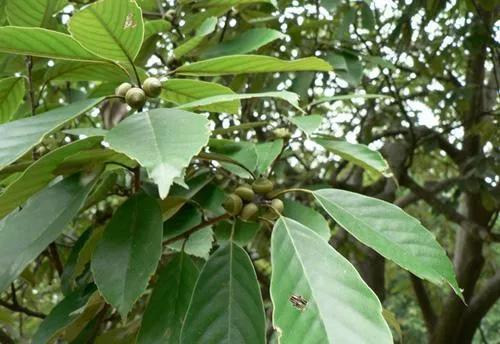 青冈树木材很硬么,青冈是什么材质