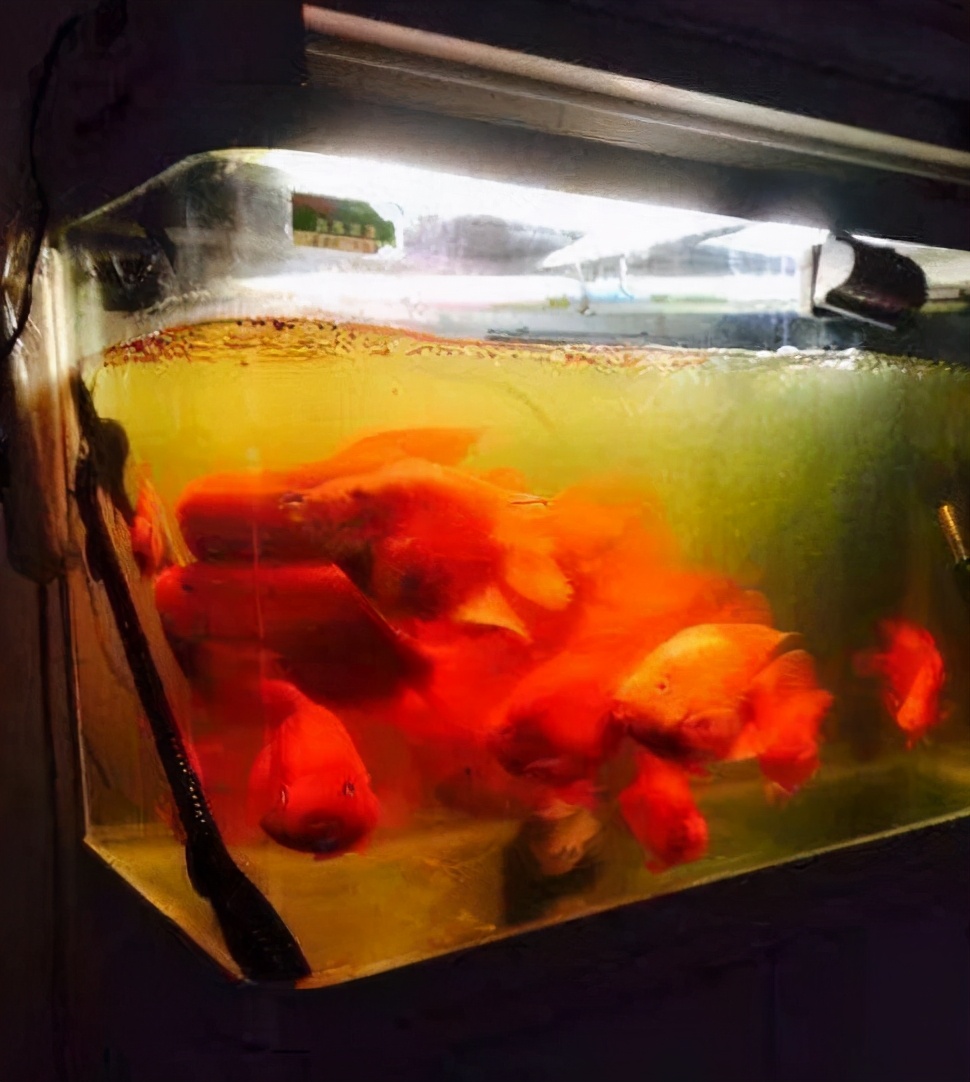 鱼缸水黄褐色,金鱼缸水黄怎么回事