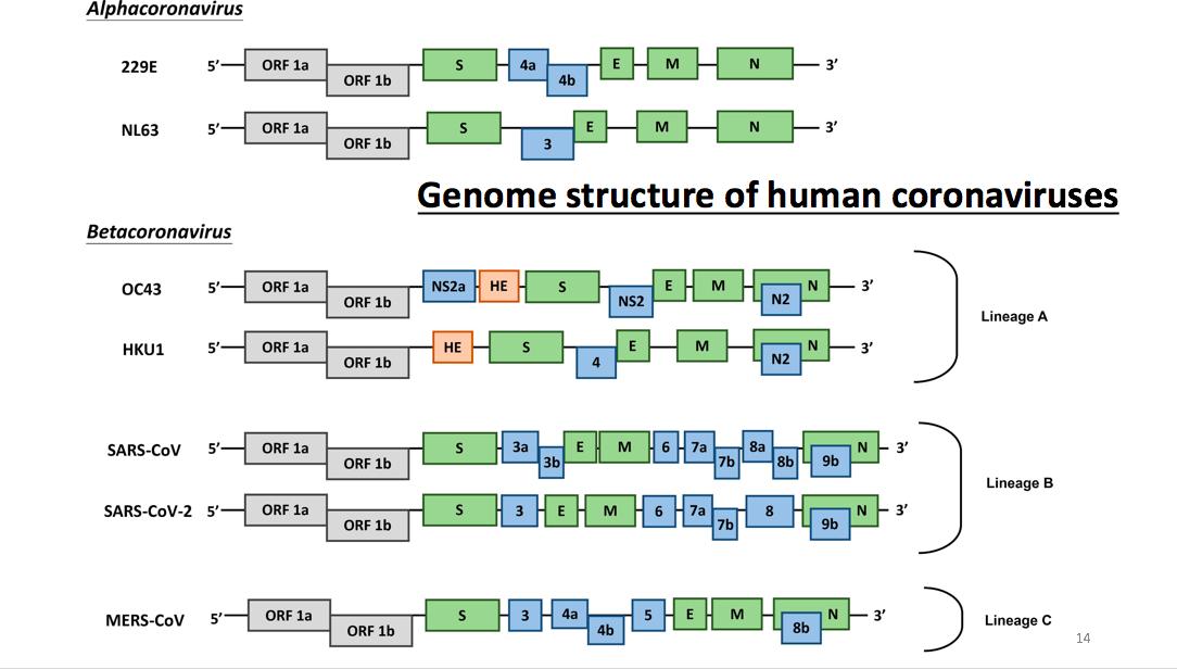 金冬雁教授对此次新冠的讲解,金冬雁新冠
